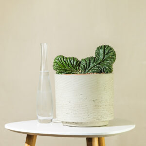 San Pedro 'Cristata'