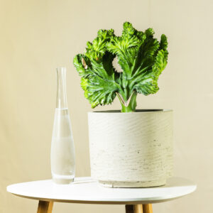 Koraljni kaktus – Euphorbia lactea f. cristata