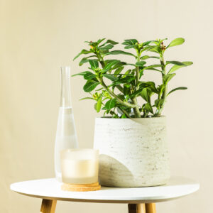 Šeflera – Schefflera arboricola