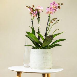 Orhideja – Phalaenopsis (ružičasta)