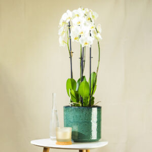 Orhideja – Phalaenopsis (bijela)