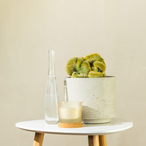 Mammillaria elongata f. cristata