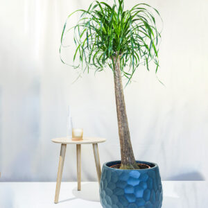 Slonova Noga – Beaucarnea recurvata