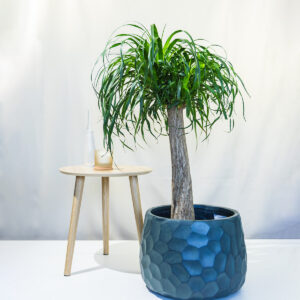 Slonova noga – Beaucarnea recurvata