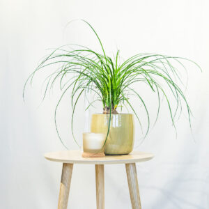 Slonova Noga – Beaucarnea recurvata