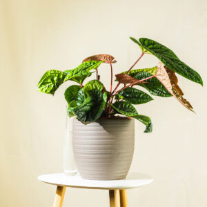 Alokazija – Alocasia baginda 'Dragon Scale'