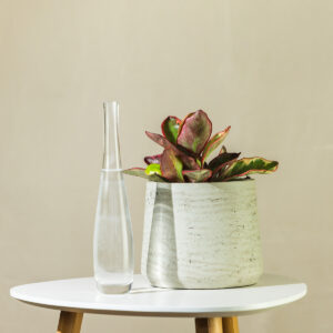 Peperomija – Peperomia clusiifolia 'Red Edge'