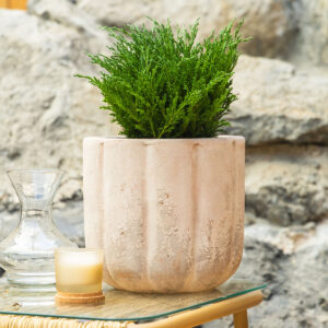 Borovica – Juniperus procumbens ‘Nana’