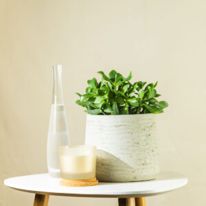 Peperomija – Peperomia obtusifolia