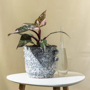 Singonija 'Pink Splash' - Syngonium