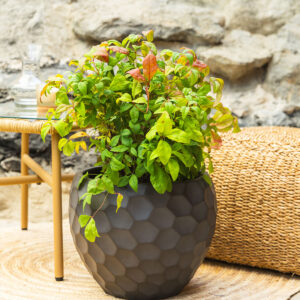 Nebeski bambus – Nandina domestica 'Fire Power'