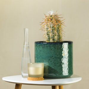 Dlakavi kaktus – Oreocereus celsianus